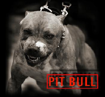 pit en force